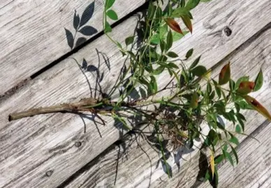 How To Propagate Nandinas.