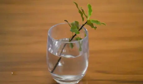 Can Pittosporum Be Propagated In Water?