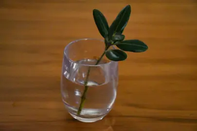 Can Pohutukawa Be Propagated In Water?