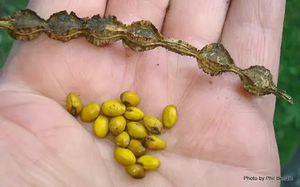 Sophora Propagation by Seed.