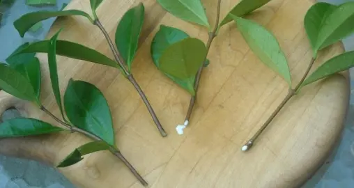 How To Propagate Star Jasmine.