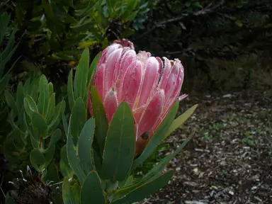 Protea Compacta.