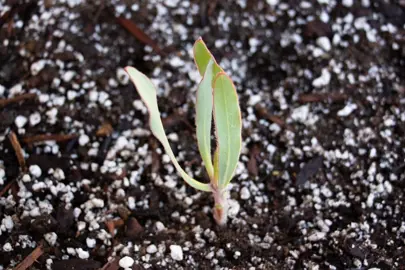 How To Grow Proteas From Cuttings.