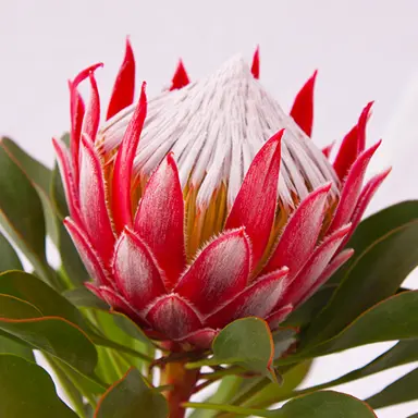 Protea Little Prince Information.