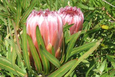 Protea Neriifolia Information.