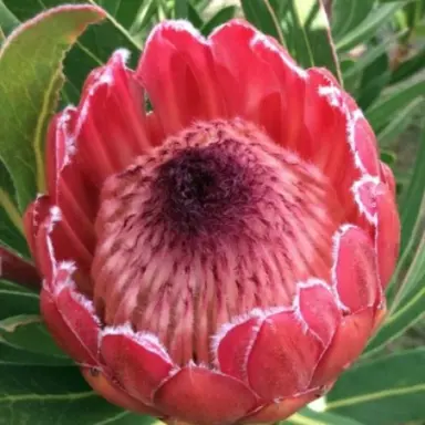 Pink Ice Protea Plant Information.