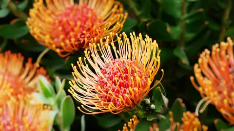 What Are The Different Protea Types?