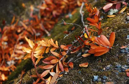 How Can I Protect My Kauri Tree From Kauri Dieback Disease?