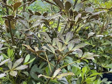 When To Prune Pseudopanax.