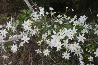 Pruning Clematis paniculata.