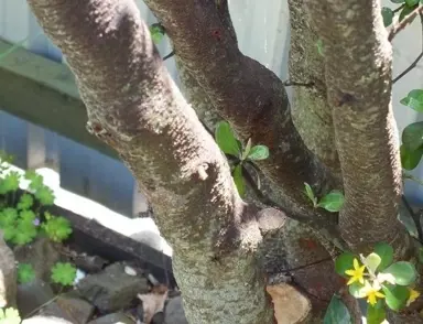 How Hard Can I Prune A Corokia?