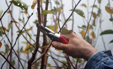 Pruning Your Plum Tree.
