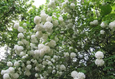 Pruning Snowball Trees.