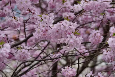 Prunus Care Guide.