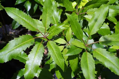 Pseudopanax Arboreus Information.