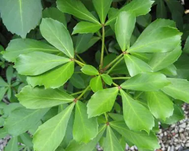Are Pseudopanax Evergreen?