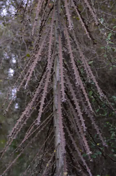 Pseudopanax Lancewood Tree Information.