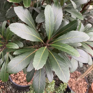 How Did Pseudopanax Get Its Name?