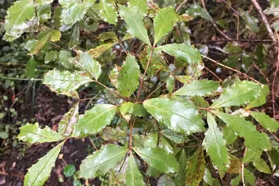 Where Are Pseudopanax Native To?