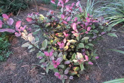 Ideal Growing Conditions.