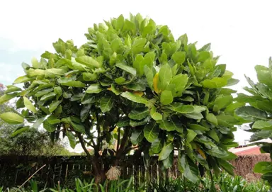 A Foolproof Guide to Pruning for a Bushier, Fuller Puka.