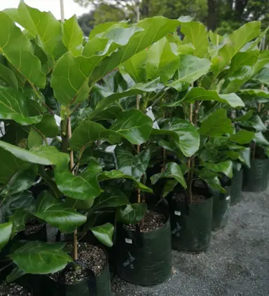 Yes, You Can Grow a Puka in a Pot! Here’s How.