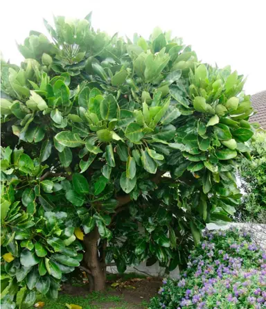 The Secret to a Happy Puka: Getting the Soil Right.