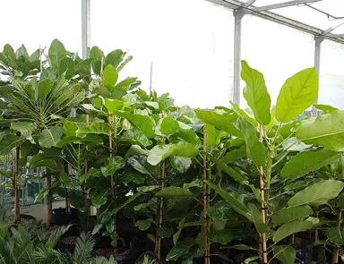 How to Water and Feed Your Puka.