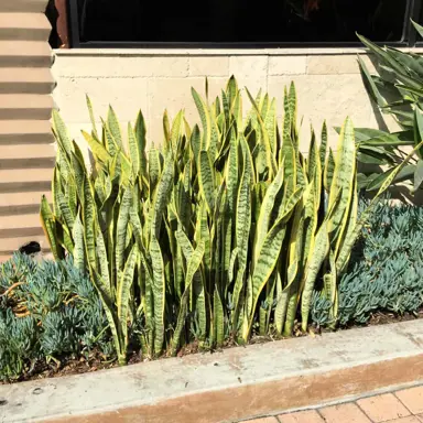 Can You Put A Snake Plant Outside During Summer?