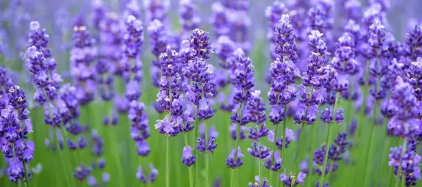 Where To Buy Best Quality Lavender.