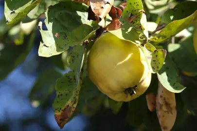 Pest and Disease Management.
