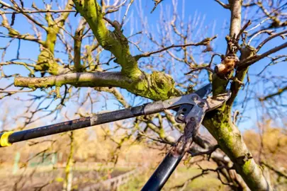 Quince Tree Pruning.