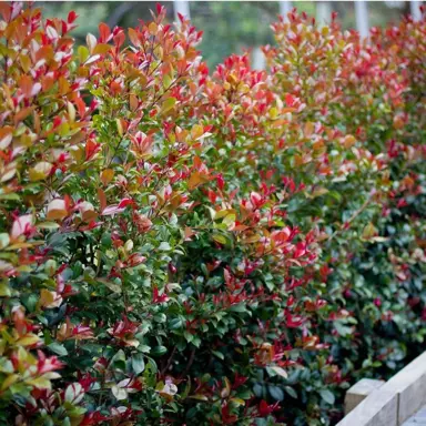 Get A Quote For Hedge Plants.