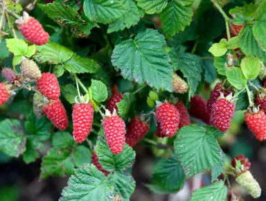 Raspberry Varieties in NZ.