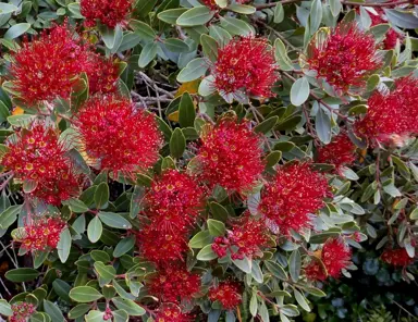 What Is The Difference Between Rata And Pohutukawa?