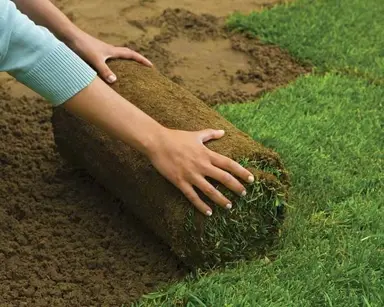 Should I Use Ready Lawn Or Sow Seed? .