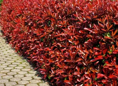 Red Robin Trees.