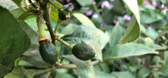 Should I Pick Off The Small Fruit On A Young Tree?