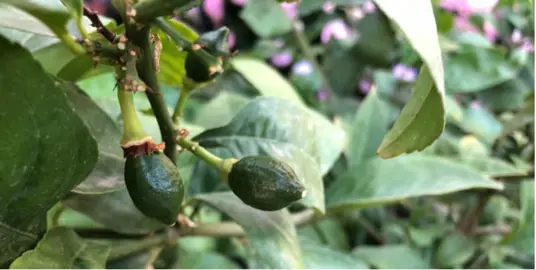 Should I Pick Off The Small Fruit On A Young Tree? .