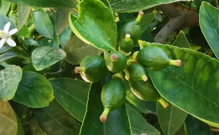 Should I Pick Off The Small Fruit On A Young Tree? .