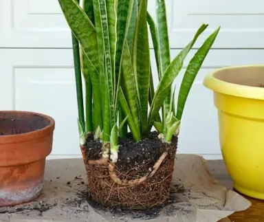 How To Repot A Snake Plant.