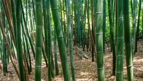 What Restrictions Are There On Growing Bamboo In NZ?