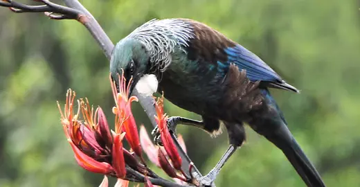 Planting To Attract And Retain Birds.