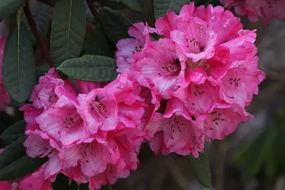 Rhododendron Care.
