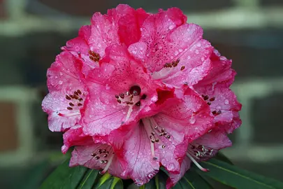 Rhododendron Flowering Season.