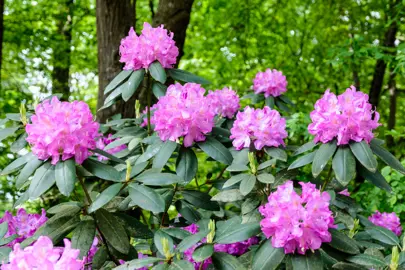 Rhododendron Planting Guide.