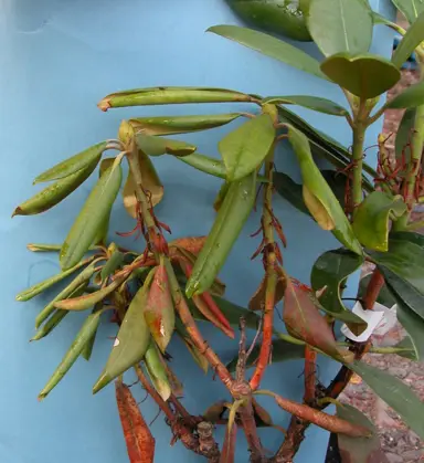 Common Rhododendron Problems in New Zealand.