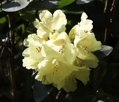 Rhododendron Pruning Guide.