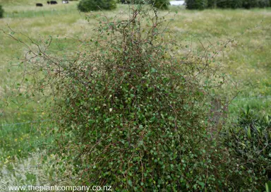 Caring for Ribbonwood Trees.