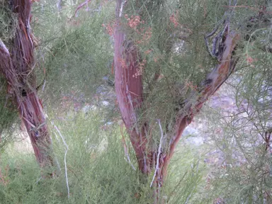 Ribbonwood Tree Growth Habit.